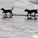Perros en Alemania. AP